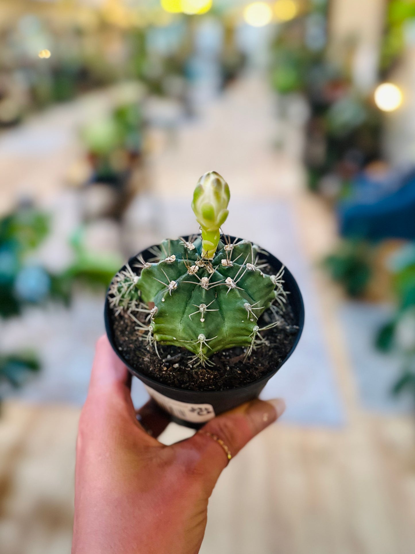 Gymnocalycium Cactus 4"