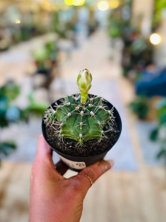 Gymnocalycium Cactus 4"