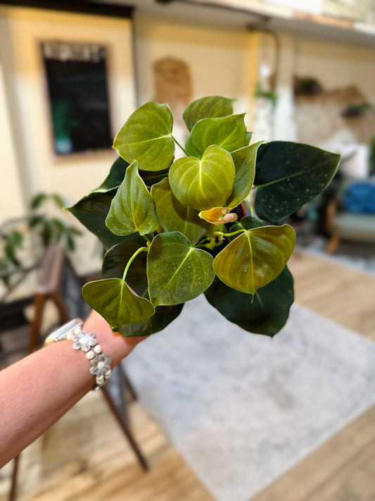 4" Philodendron Lupinum