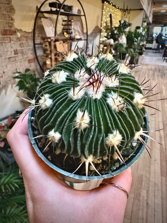 Brain Cactus 4"