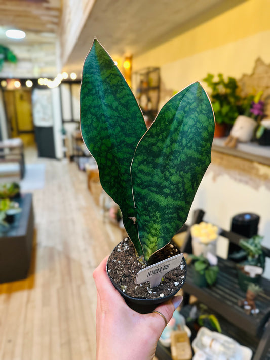 4" Whale Fin Victoria Snake Plant