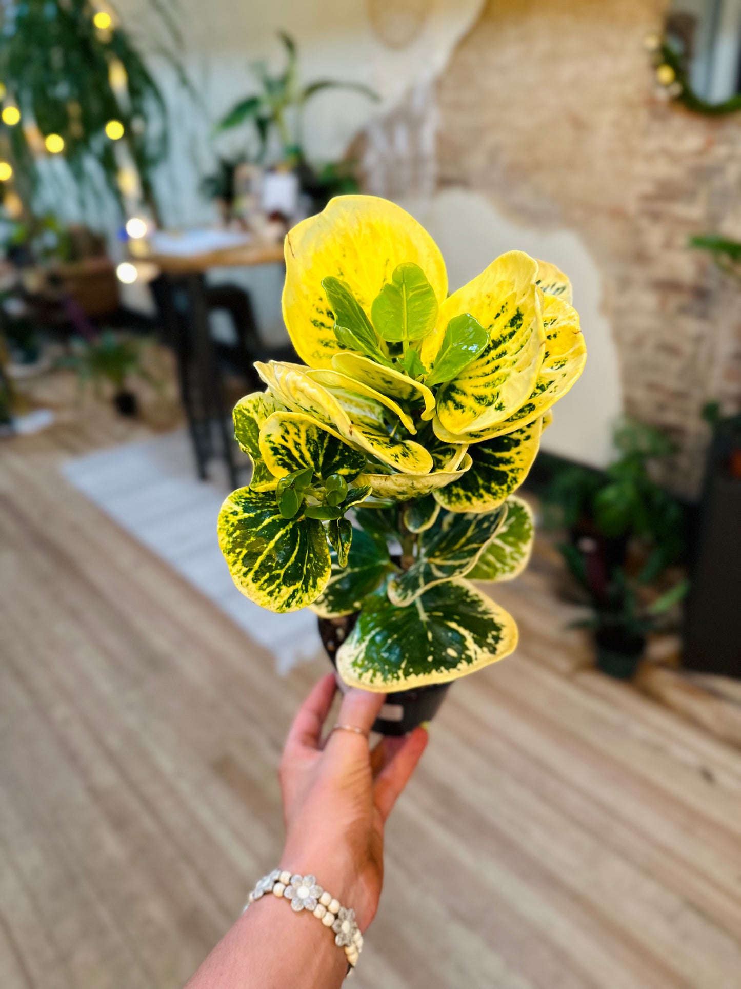 Codiaeum Variegatum 'Croton' Yellow 4"