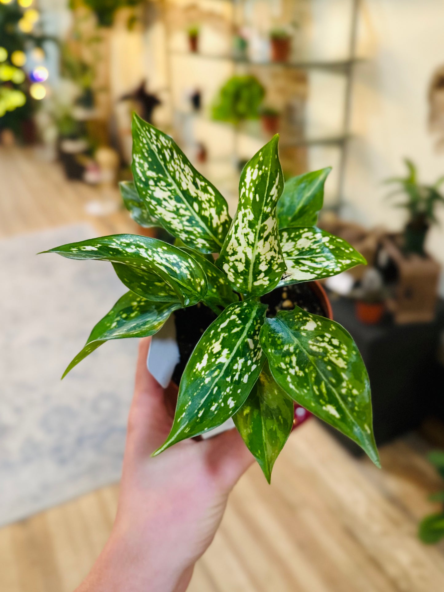 4" Aglaonema Brevispathu