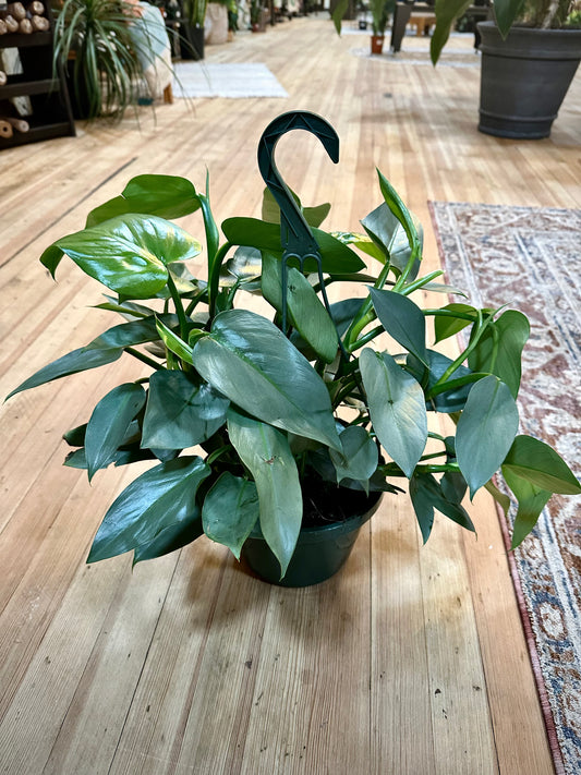 Philodendron Hastatum 'Silver Sword' Basket 8"