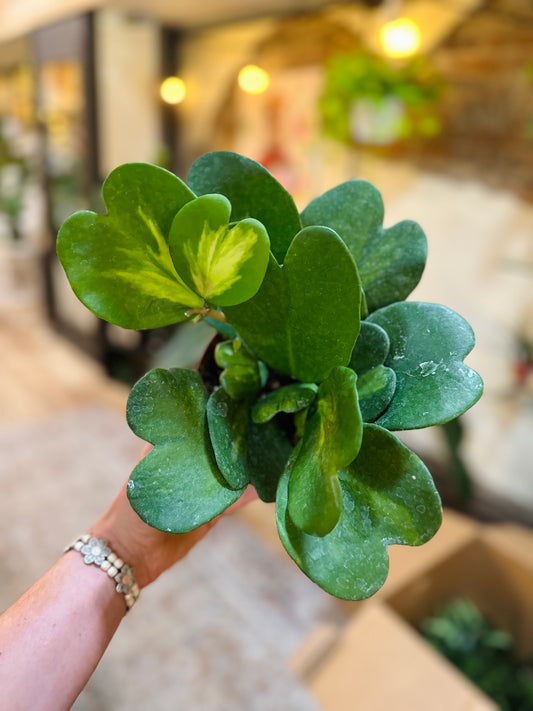 Hoya Kerrii Heart Variegated 6"