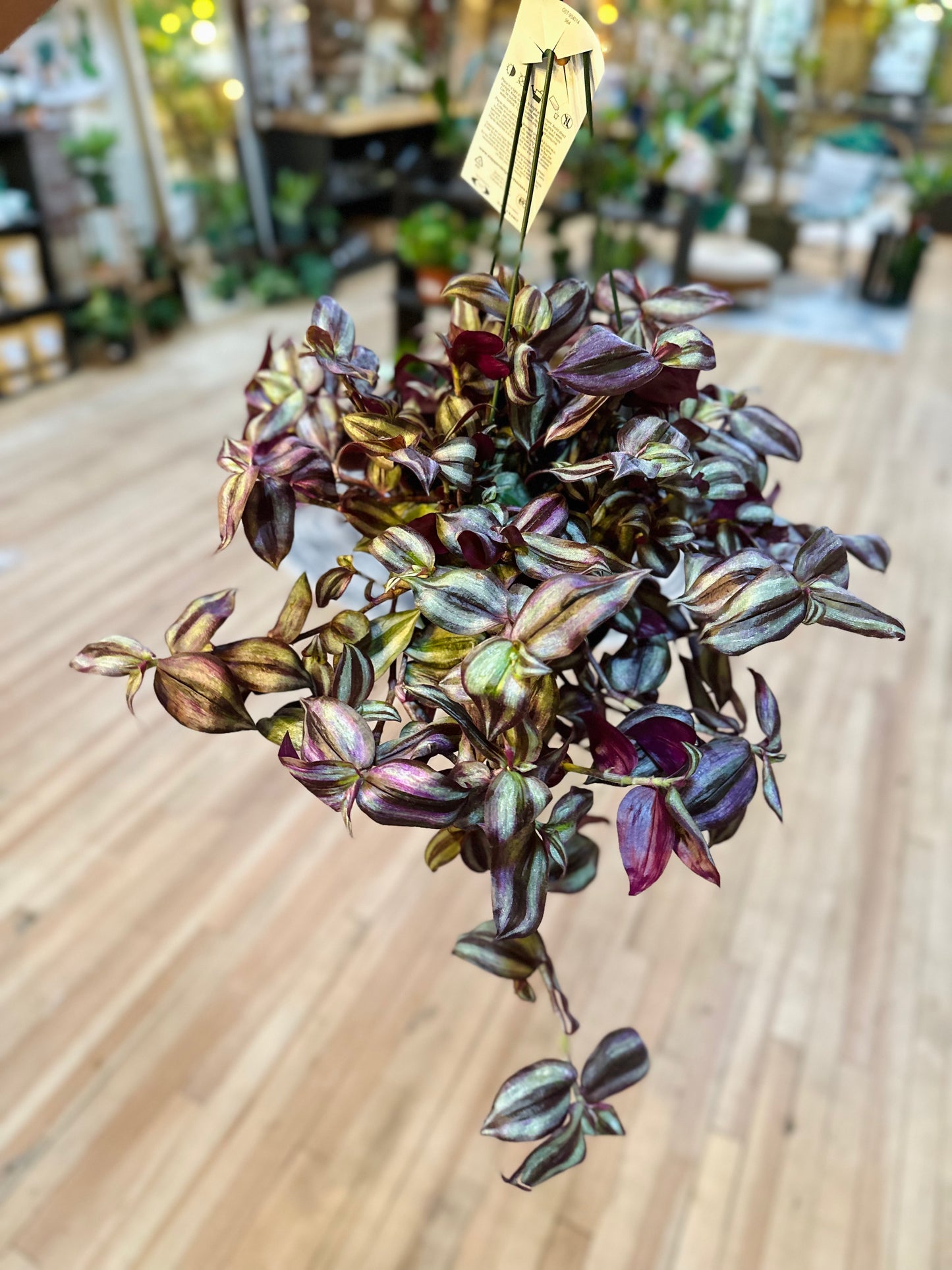 Tradescantia Zebrina Basket 6"