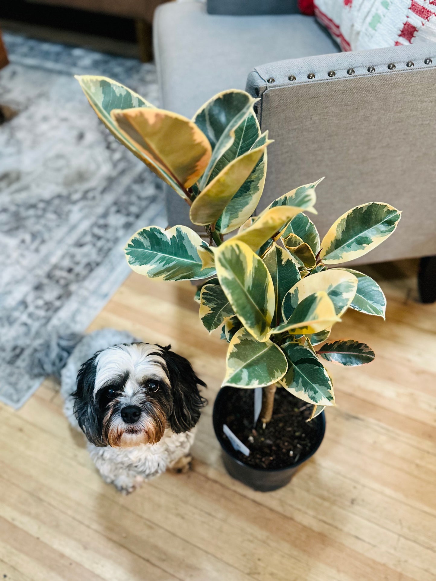 8" Ficus Tineke