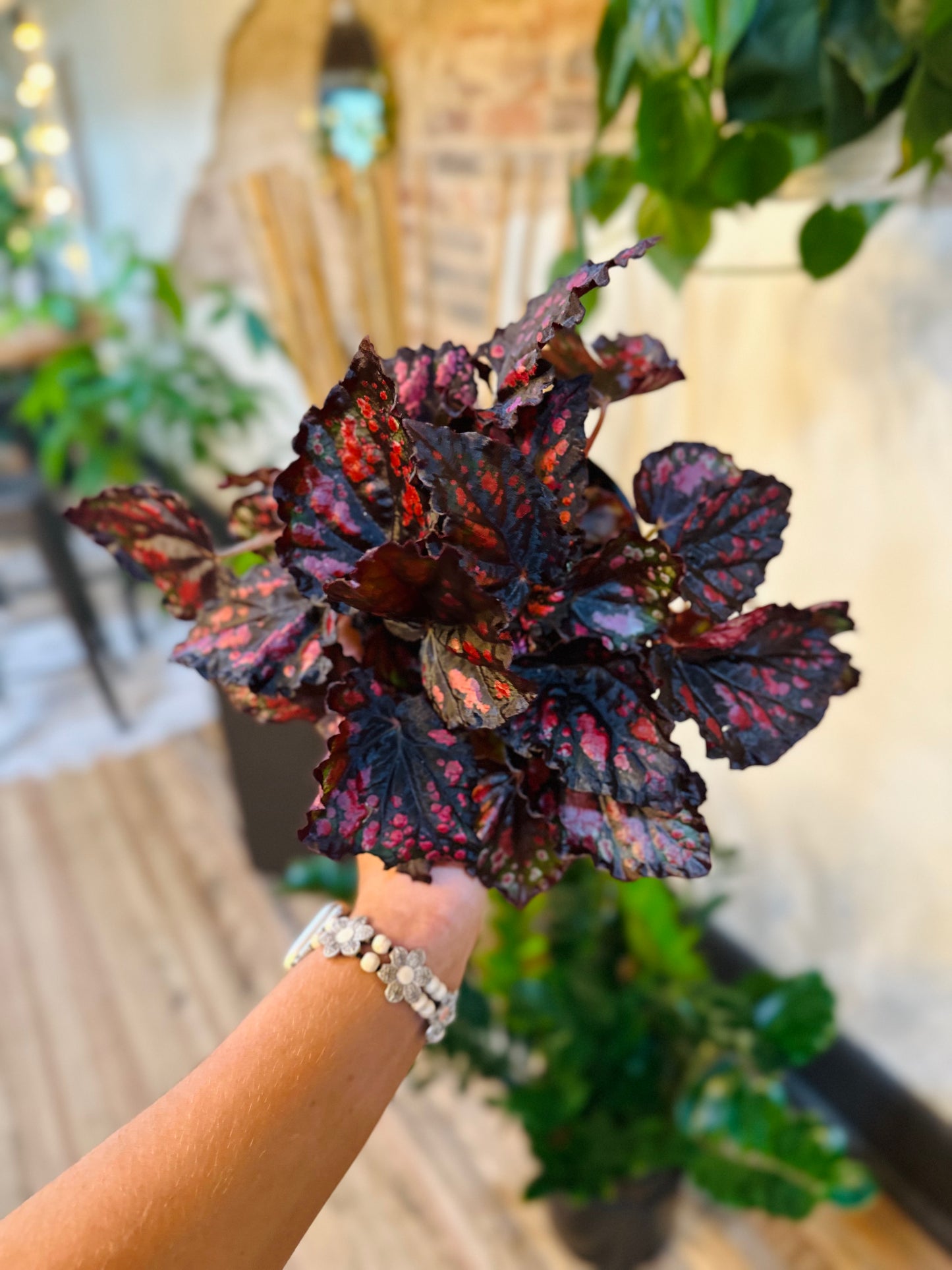 Begonia Rumba 6"