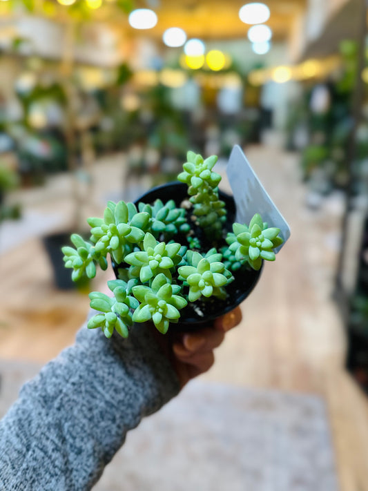 4" Burro Tail