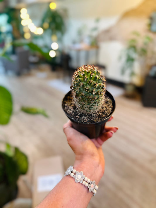 Mammillaria Backebergiana Ernestii 4"