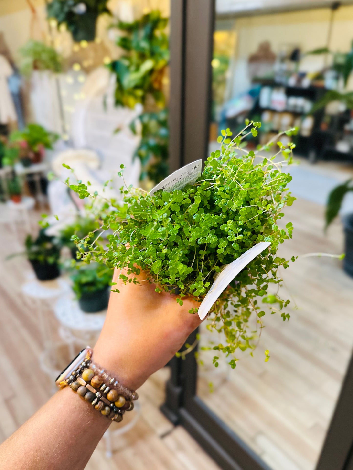 3.5" Pilea Baby Tears