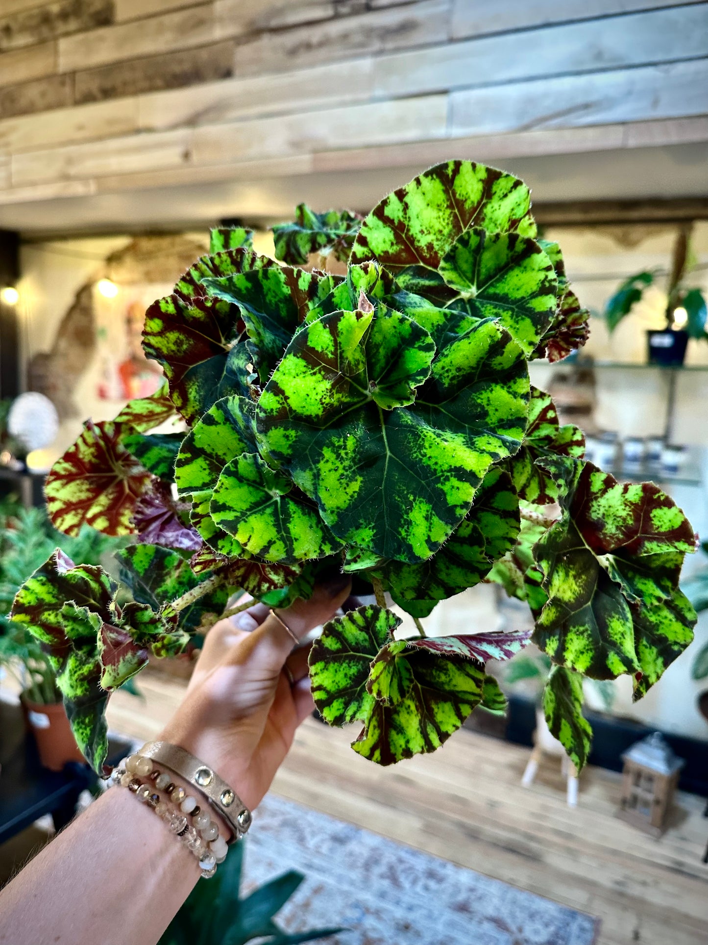 Begonia Painted Leaf 6"