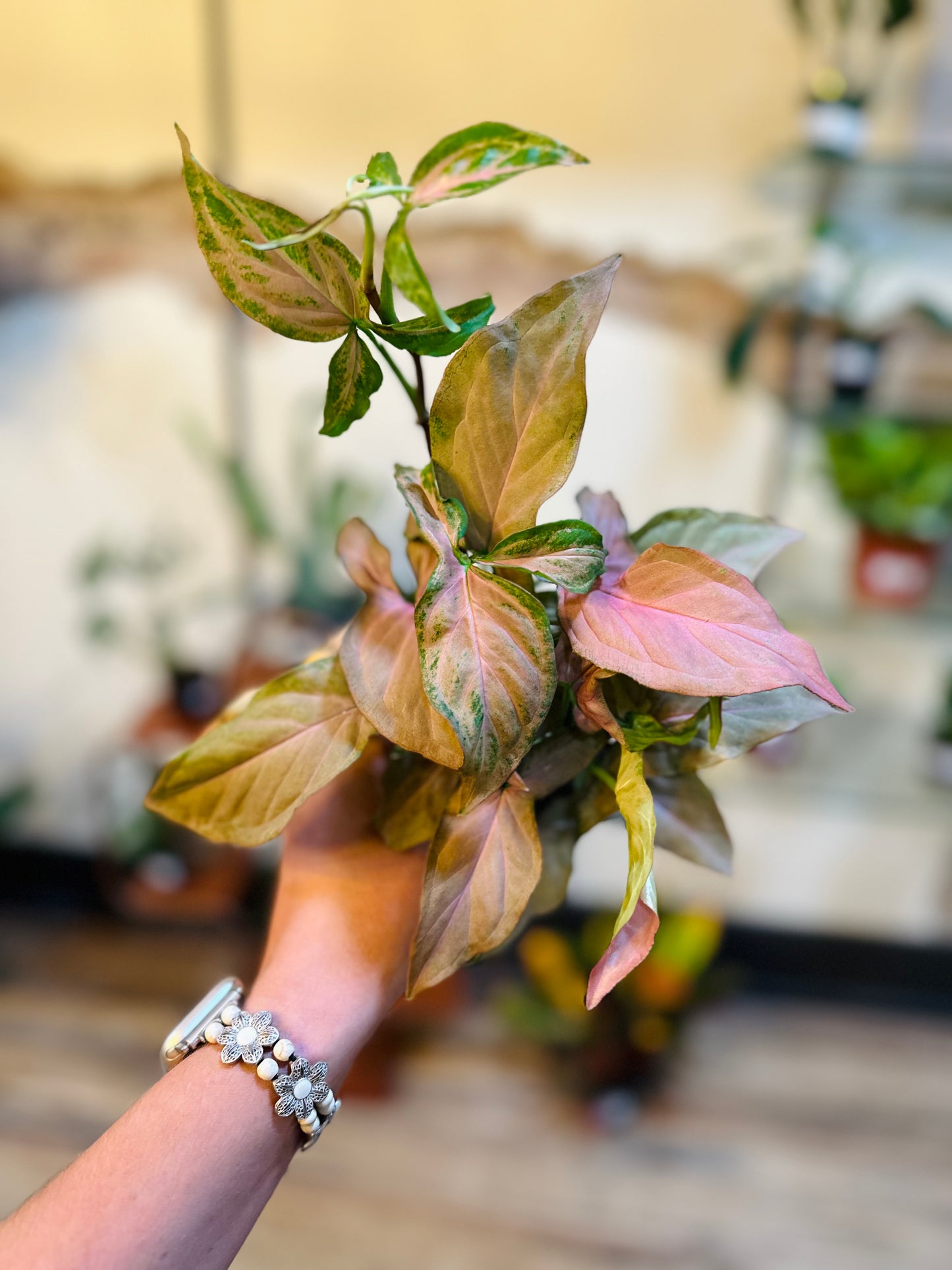 Syngonium Pink Flecked 4"