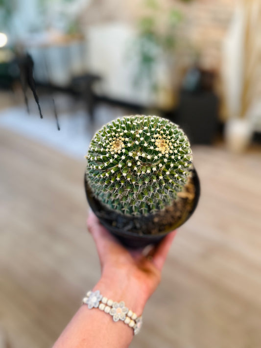 Mammillaria Karwinskiana 6"