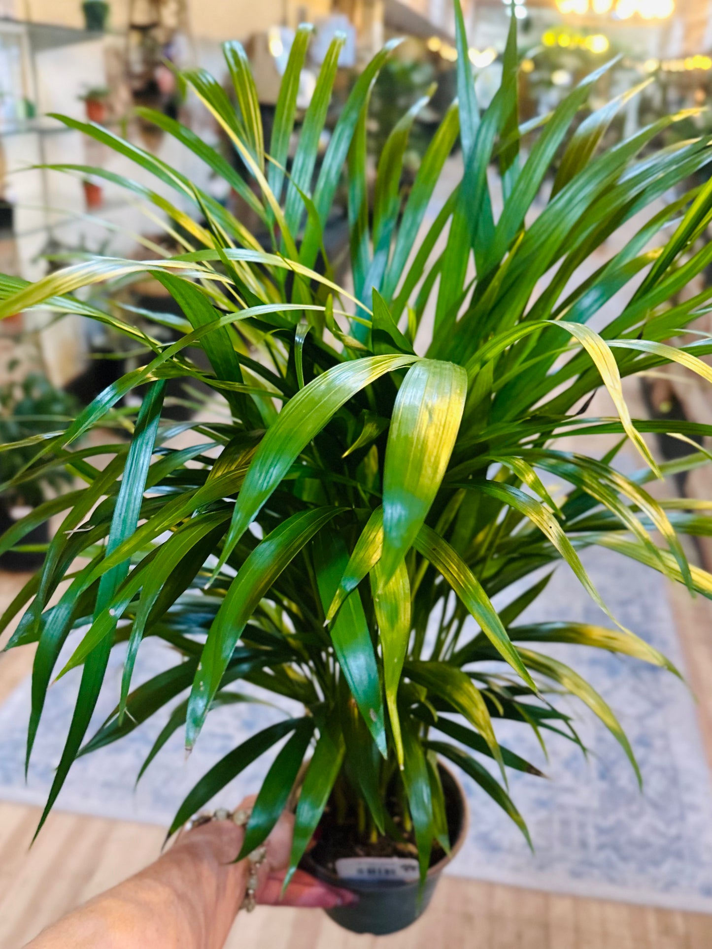 6" Palm Areca