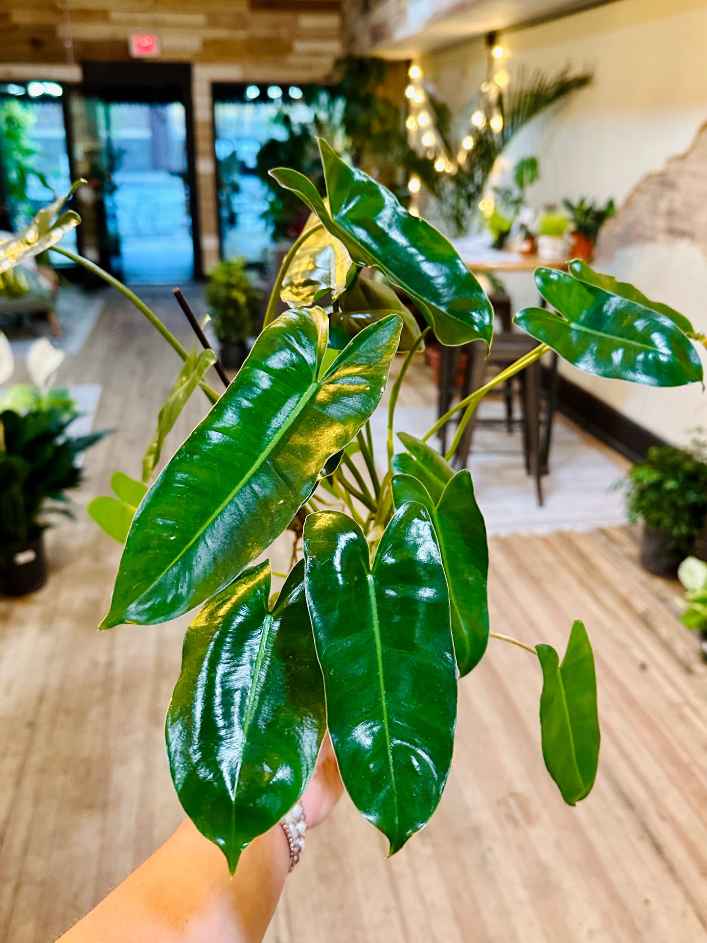 Philodendron 'Paraiso Verde' 4"