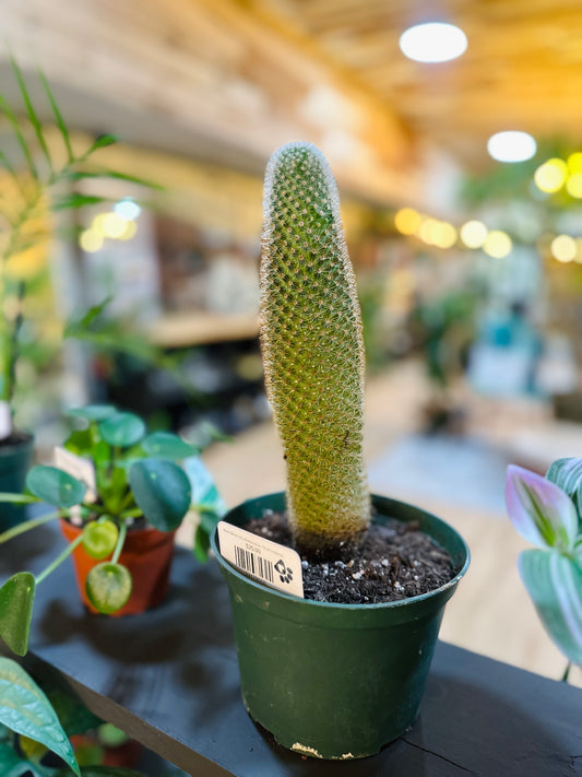 South American Pincushion Cactus 6"