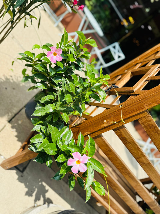 Mandevilla Basket 8"