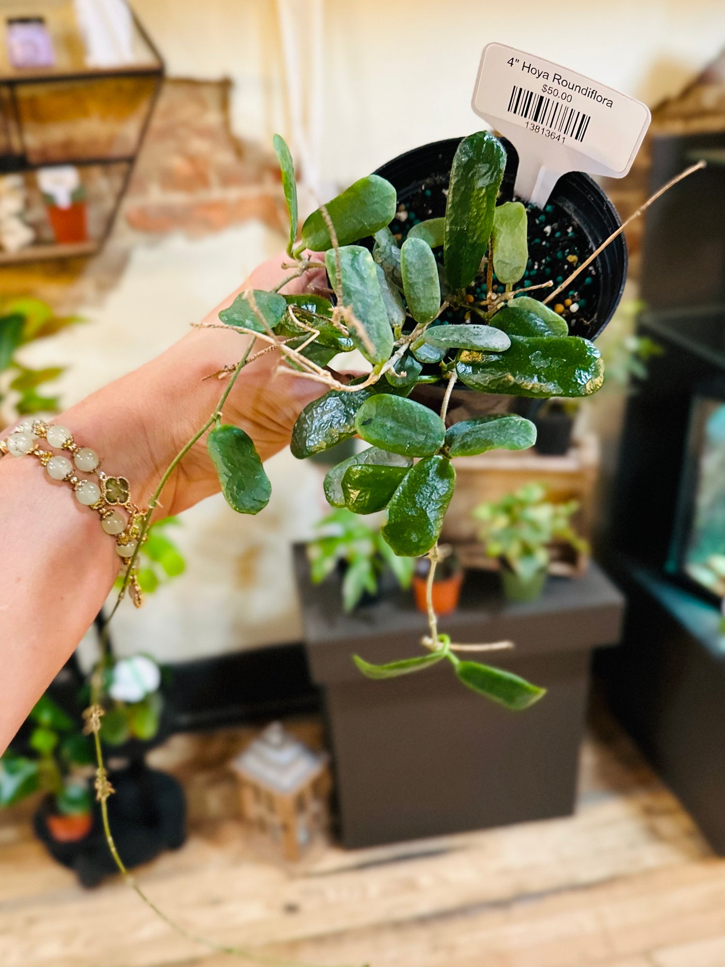 4" Hoya Roundiflora