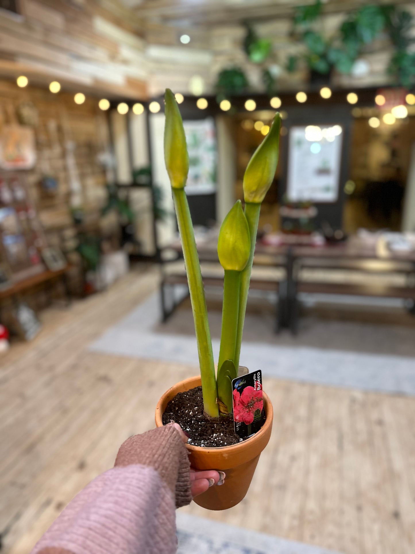 6" Amaryllis