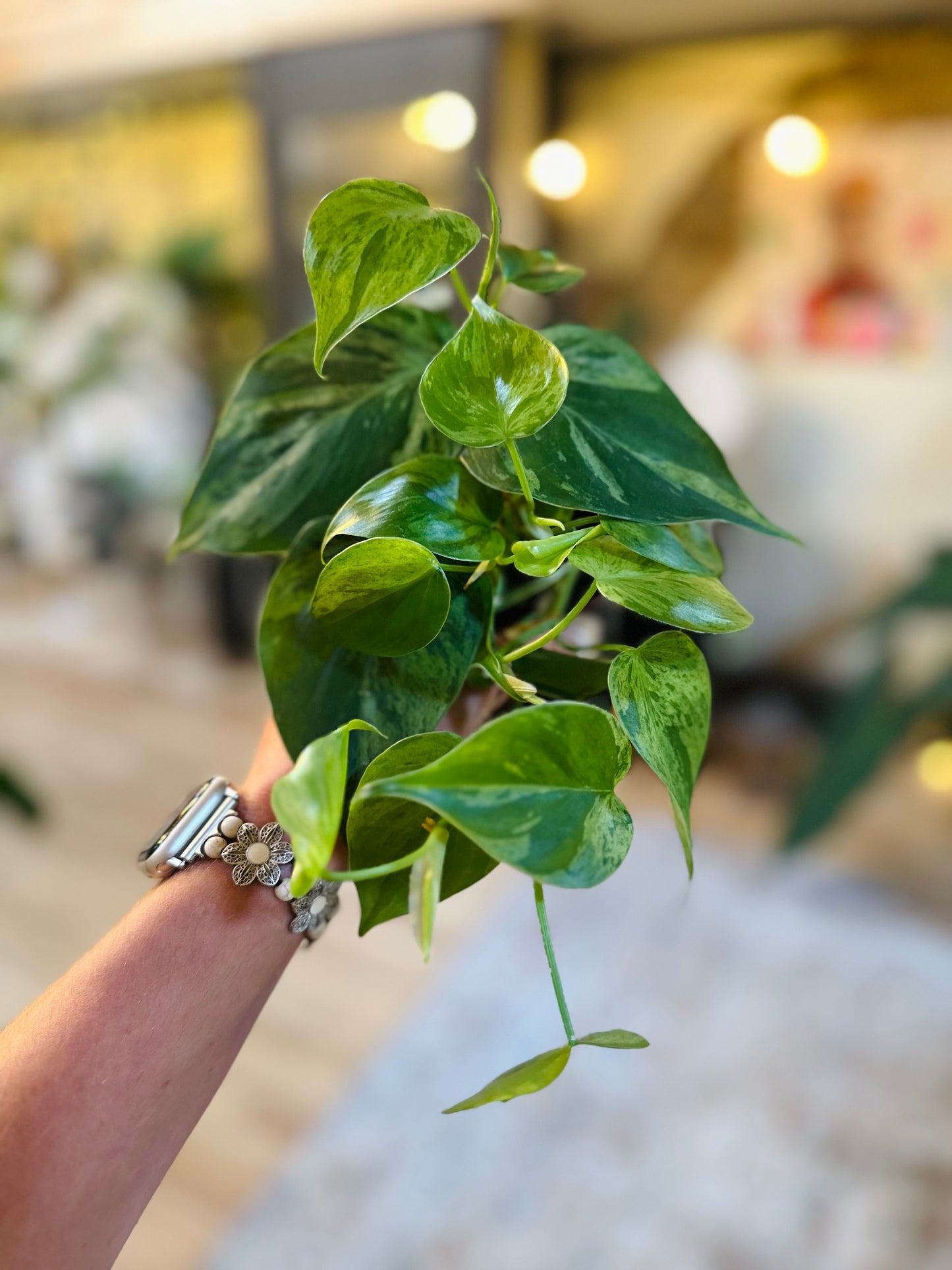 Philodendron hederaceum 'Variegata' 4"