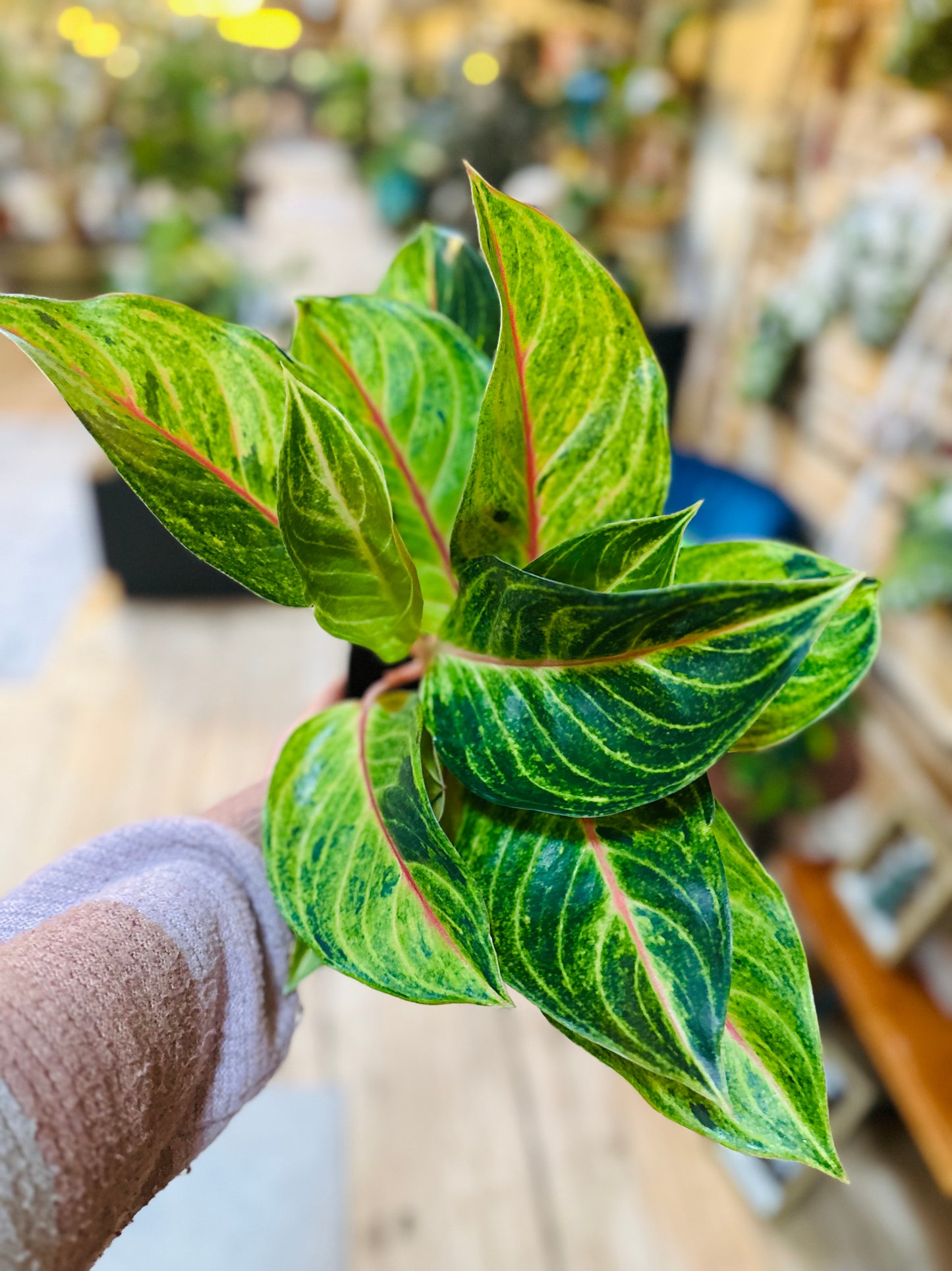 6" Aglaonema 'Golden Flourite'