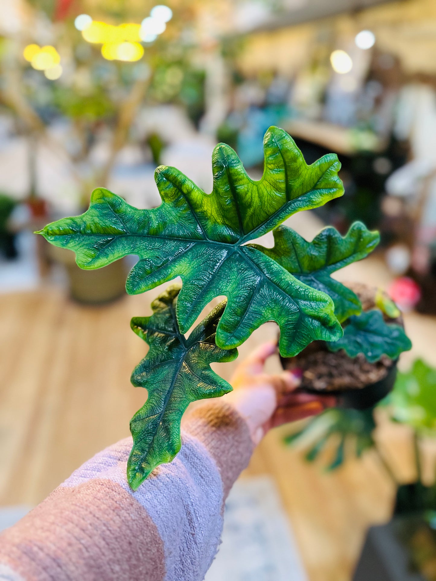 6" Alocasia Jacklyn