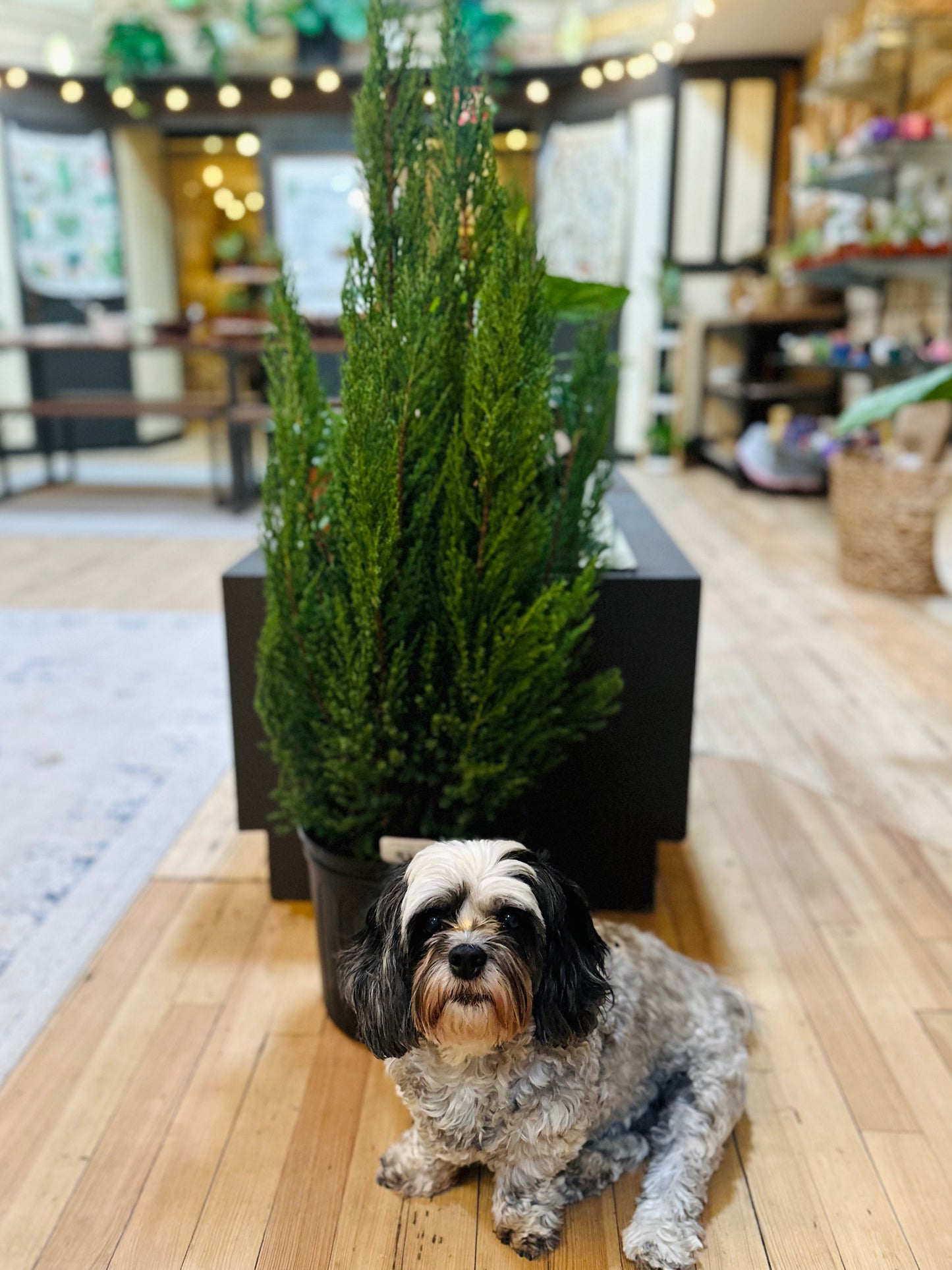 10" Blue Point Juniper