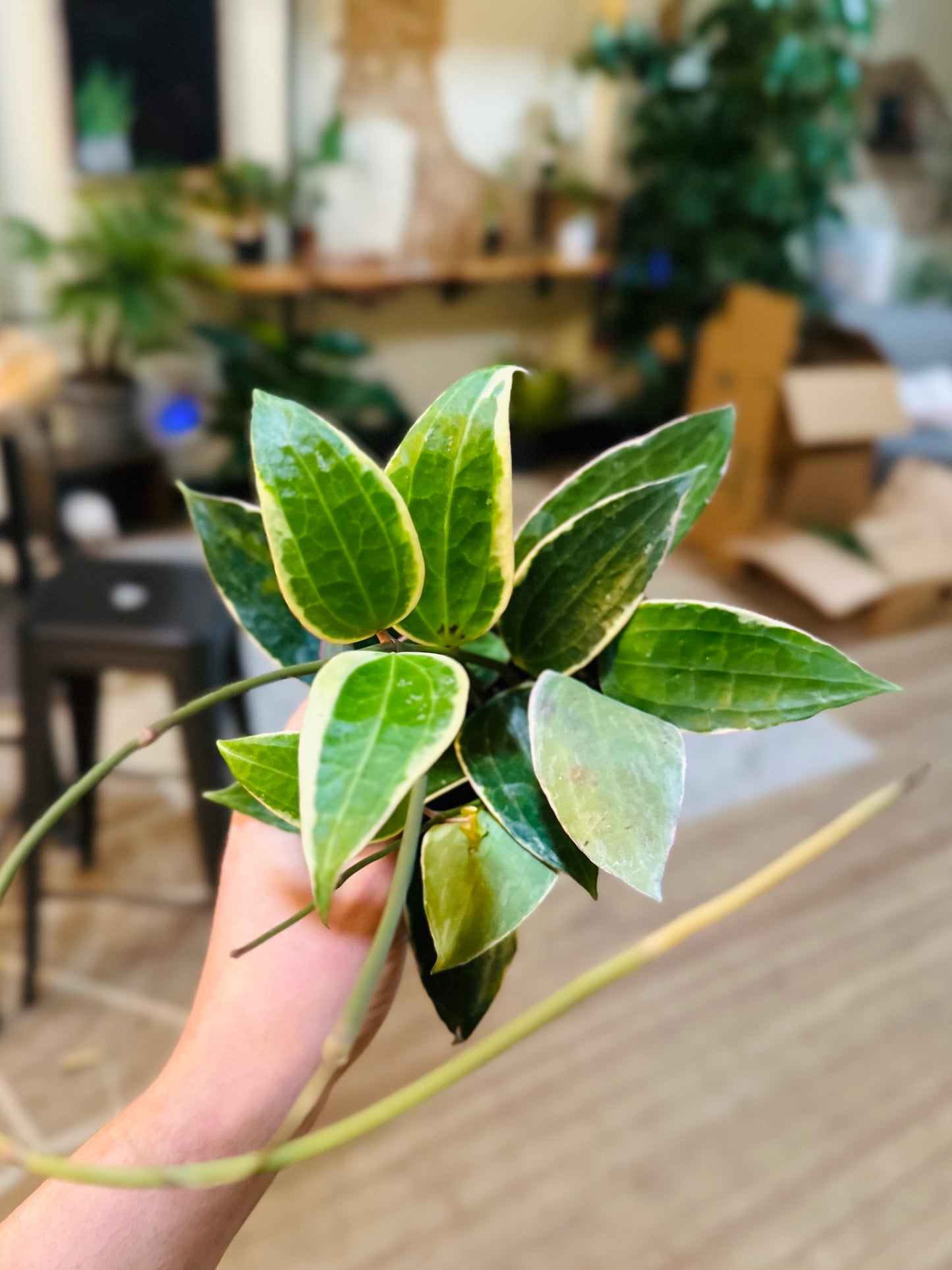 4" Hoya Macrophylla Variegated