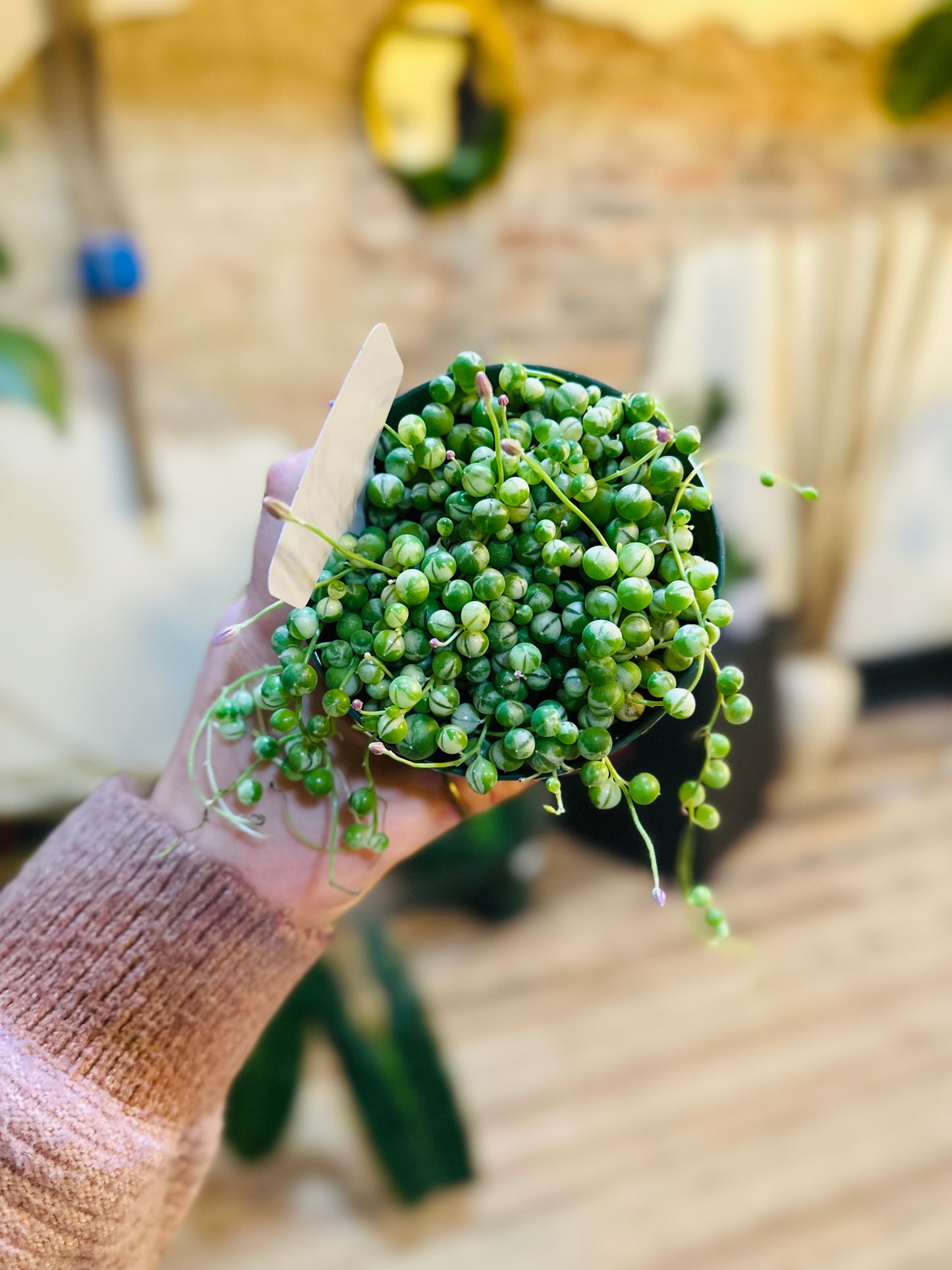 4" String of Pearls Variegated