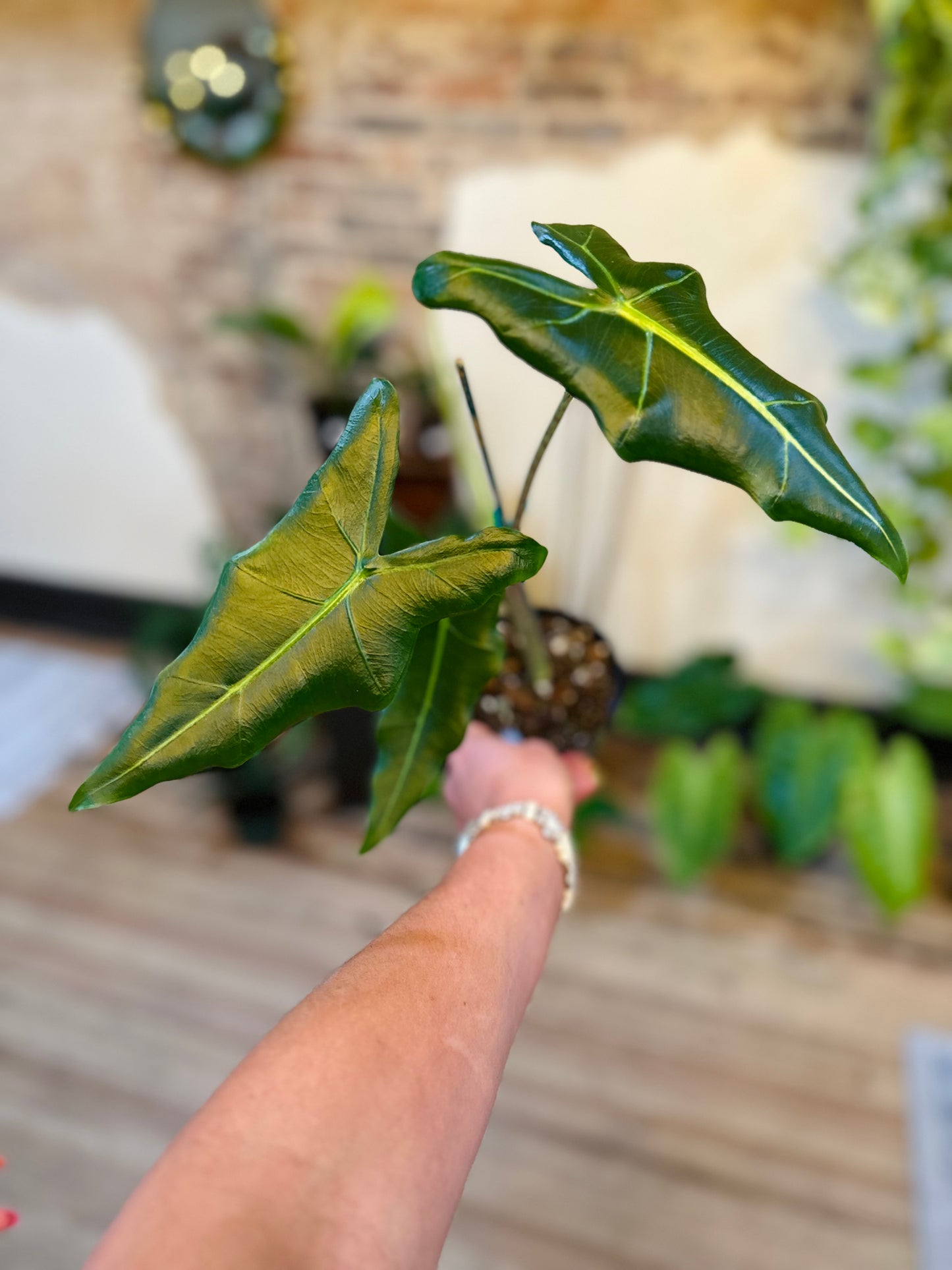 Alocasia 'Sarian' 4"