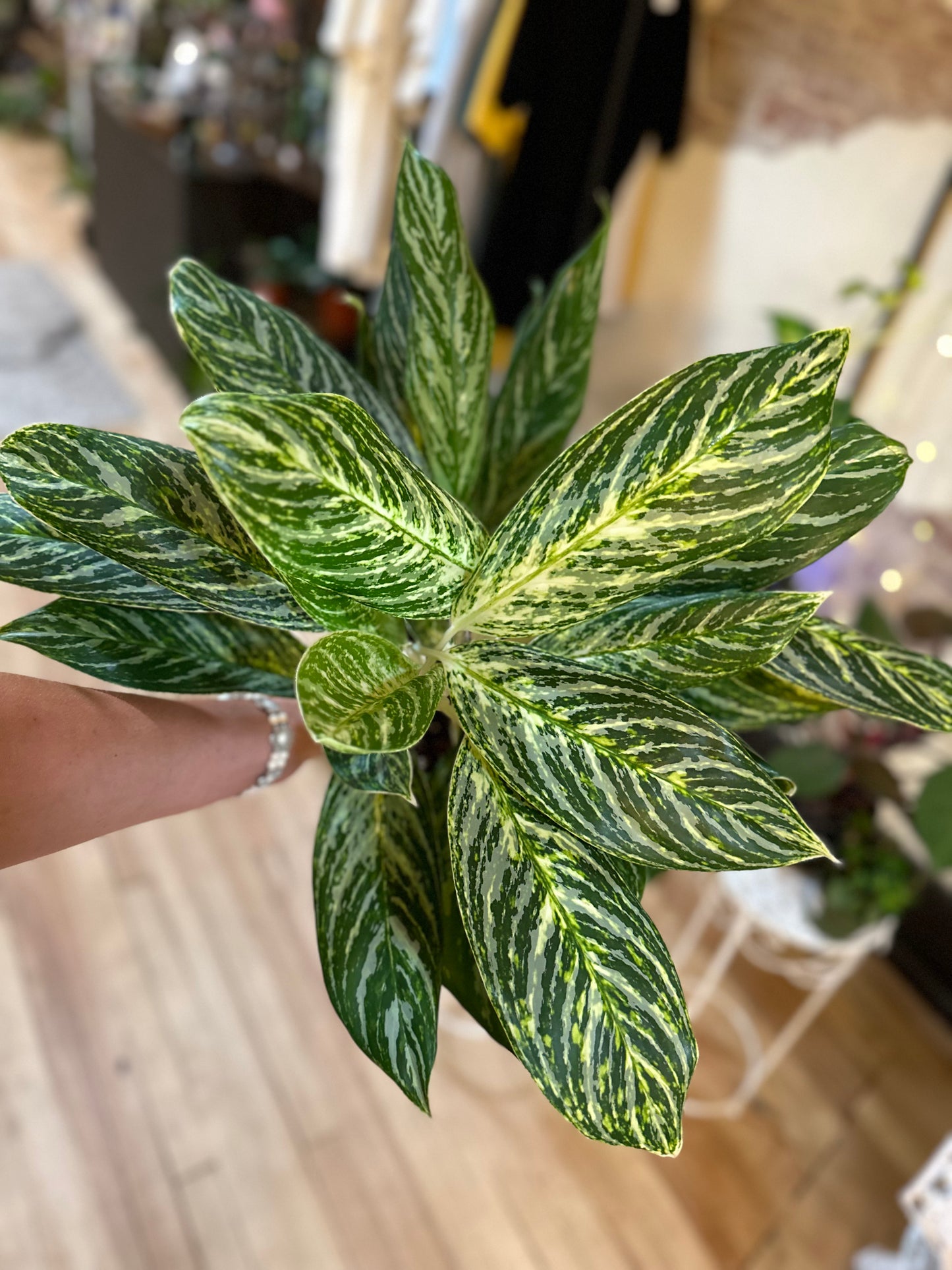 Aglaonema 'Golden Madonna' 6"