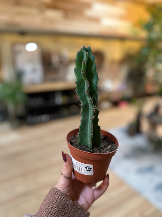 4" Cactus