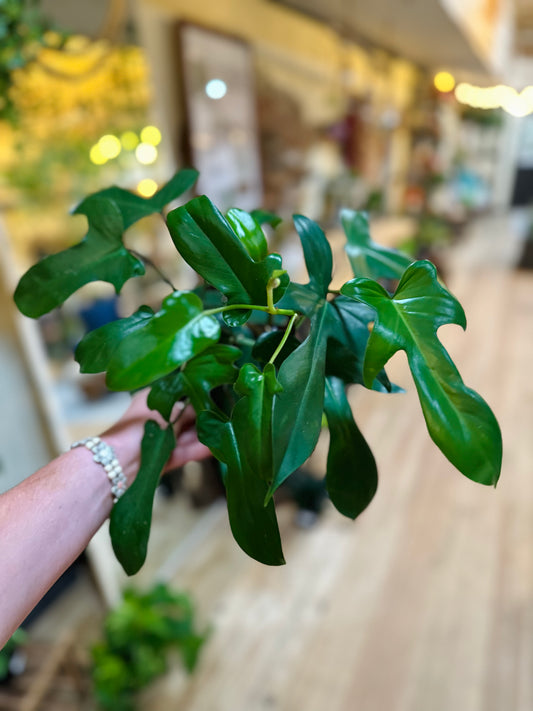 Philodendron pedatum 6"