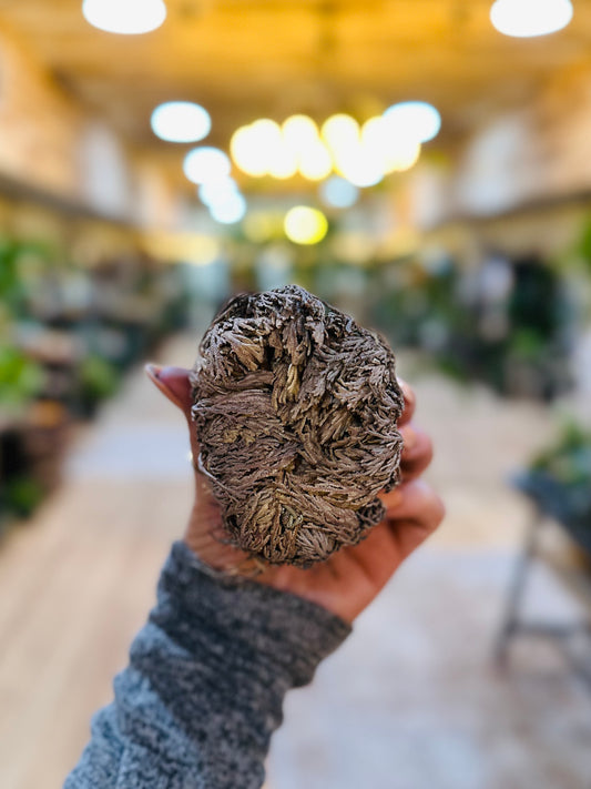 Rose of Jericho