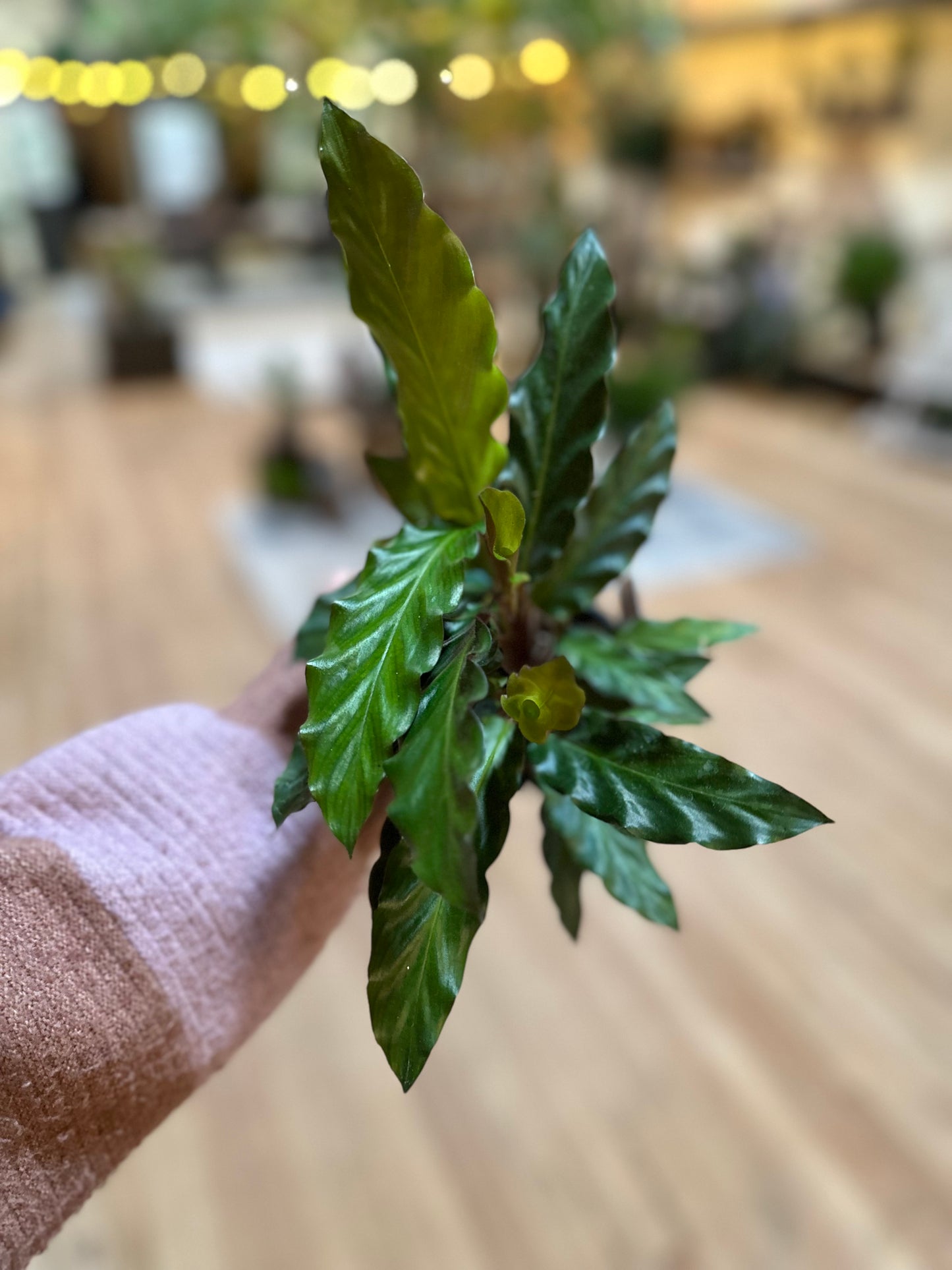 4" Calathea Rufibarba