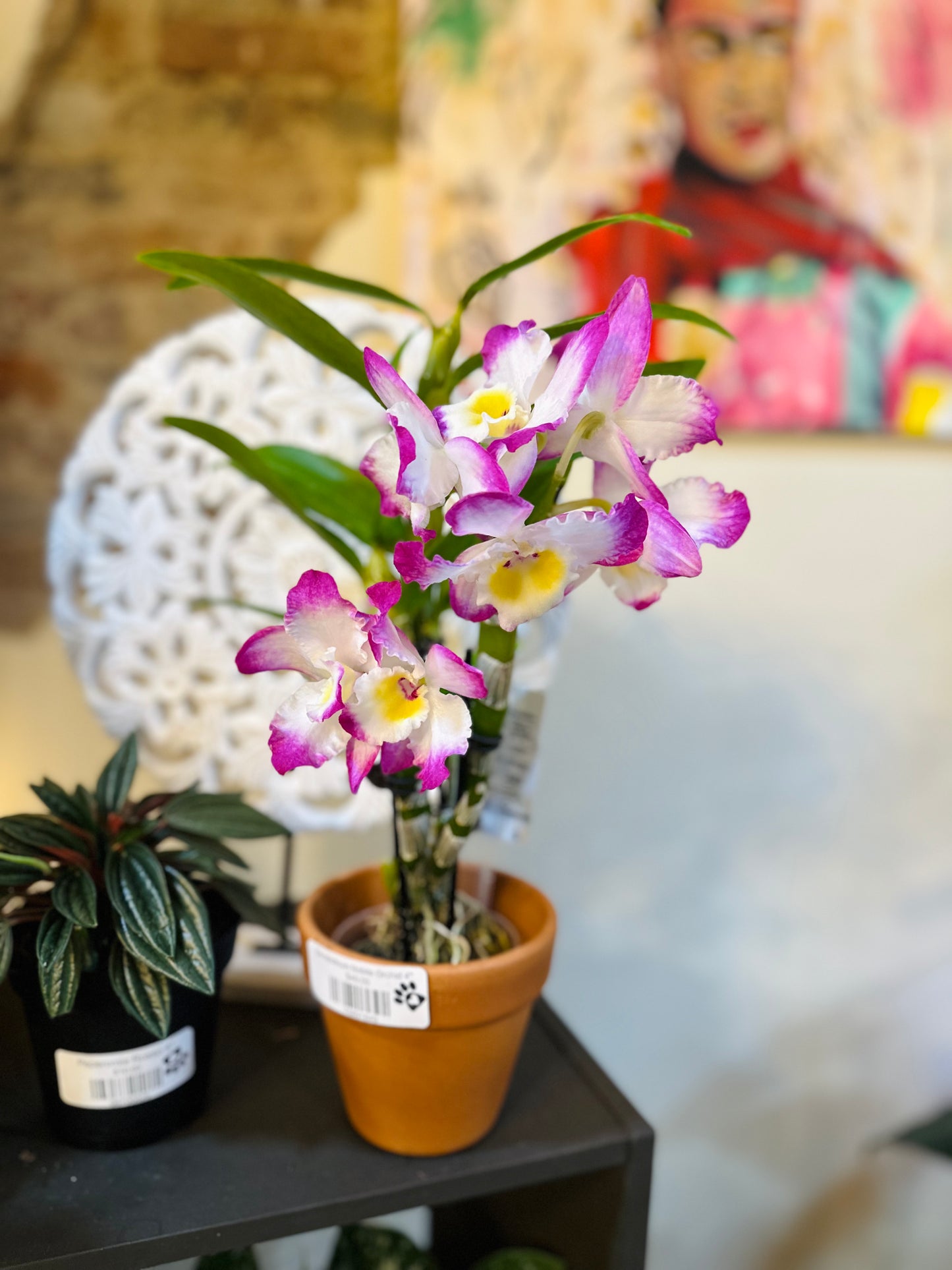 Dendrobium Nobile Orchid 4"