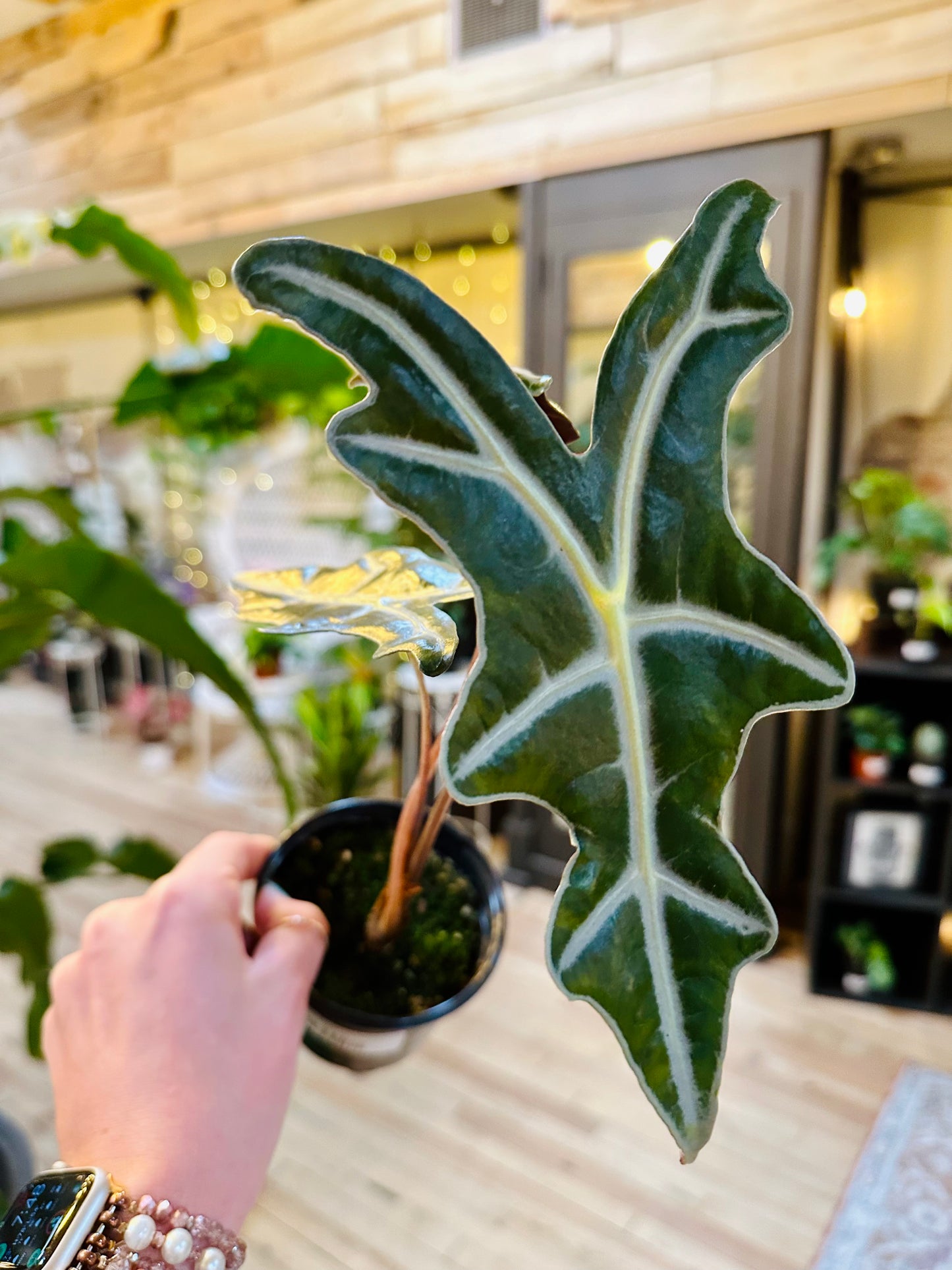 Alocasia Sanderiana Nobilis 4"