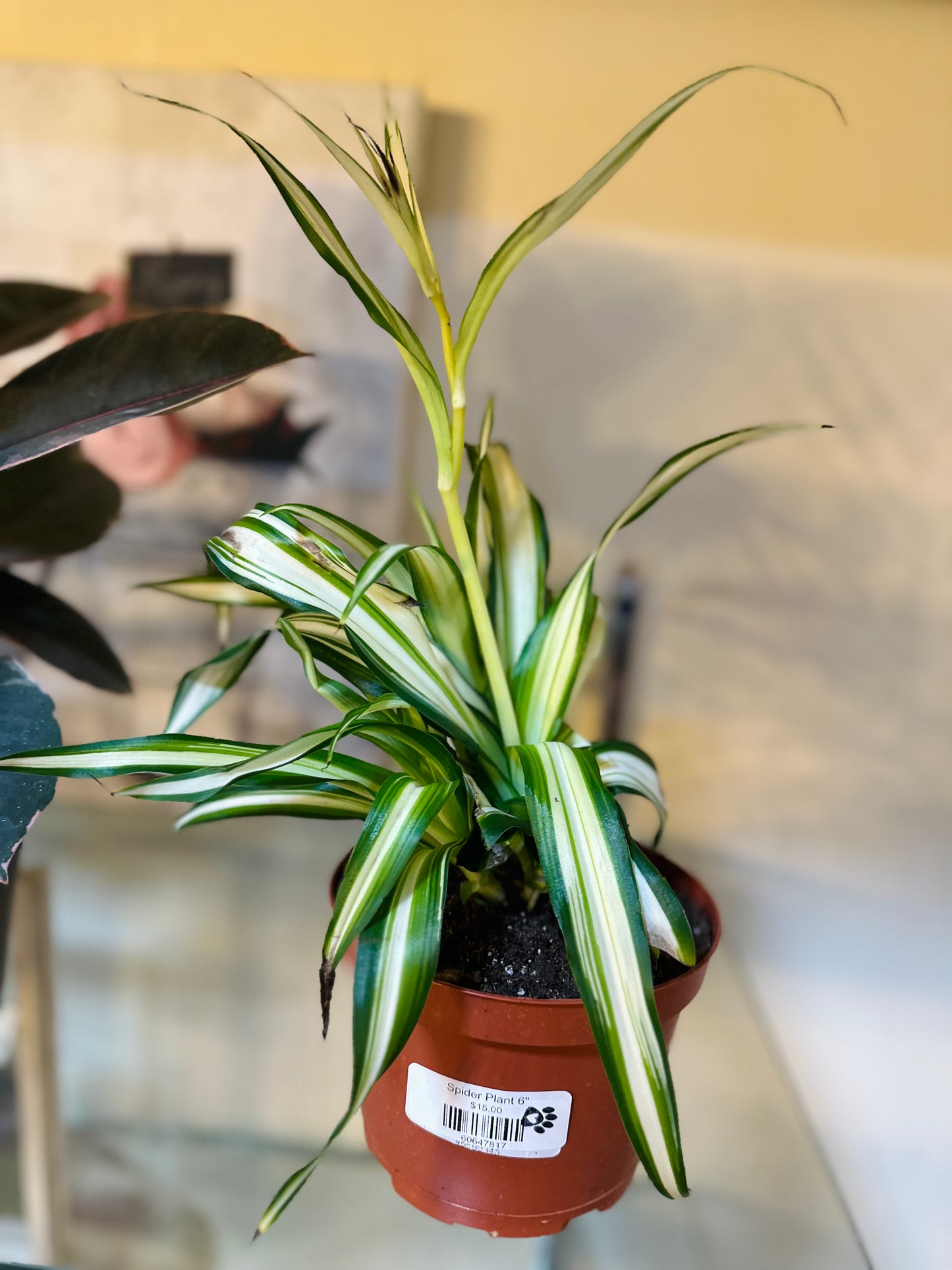 Spider Plant 6"