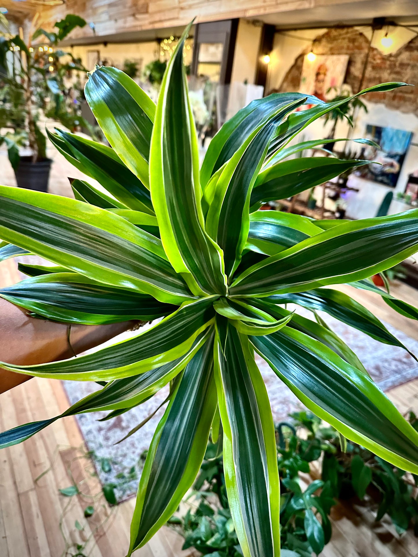 Dracaena Warneckii Goldstar 6"