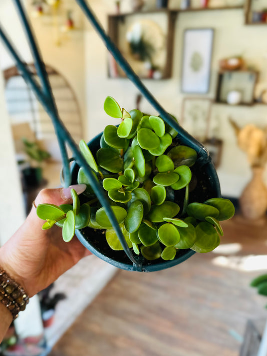 6" Peperomia Hope Basket