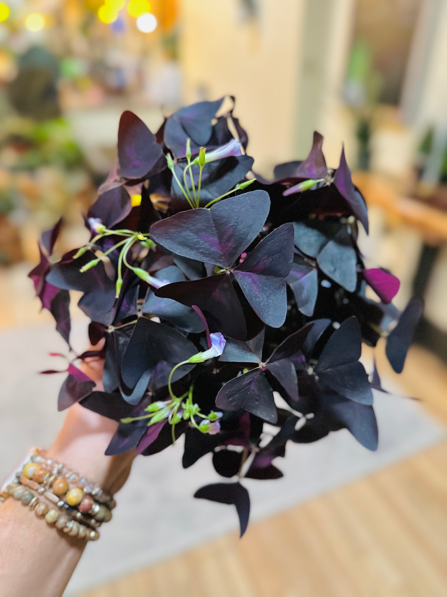 6" Oxalis Purple