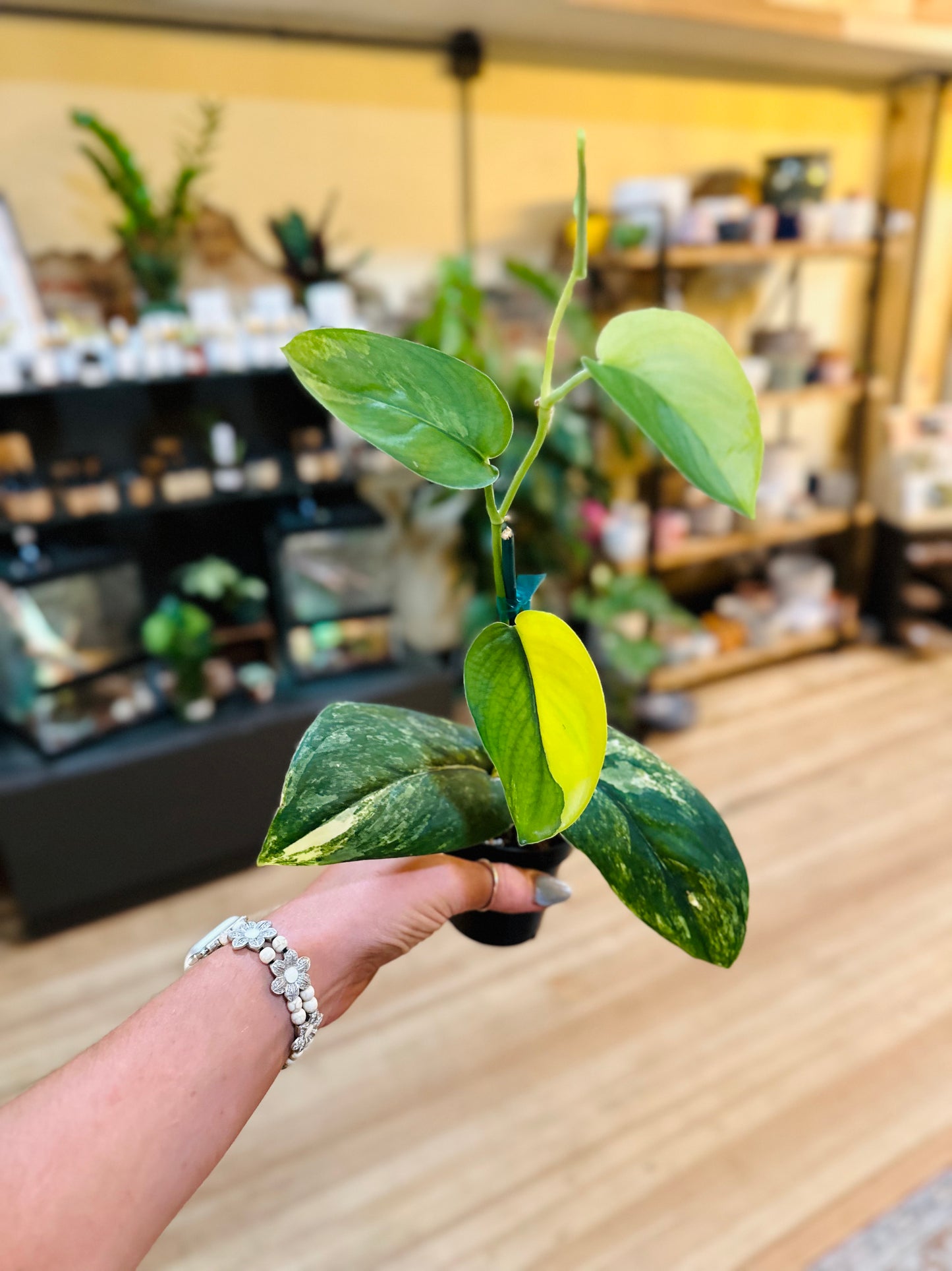 Scindapsus 'Jade Satin' Yellow Variegation 3"