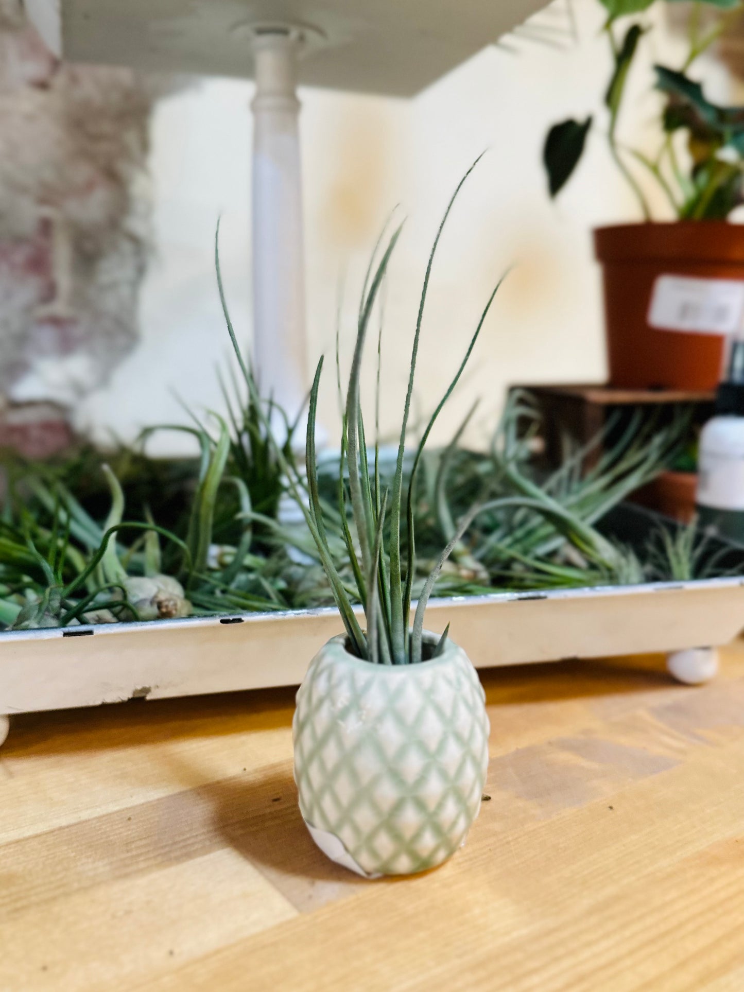 Beach Collection Air Plant Holders