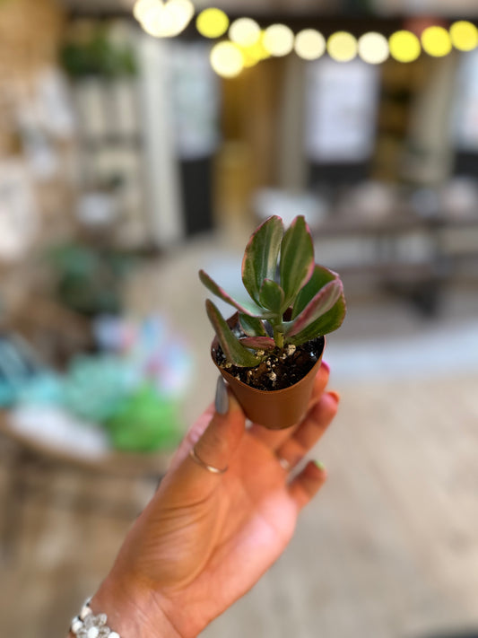 Crassula Jade Plant Variegated 2"