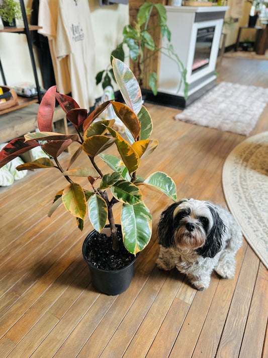 8" Ficus Ruby