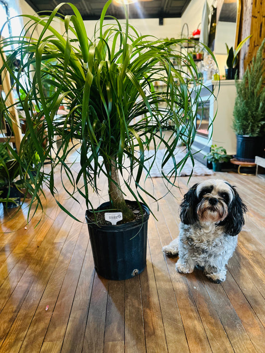 10" Palm Ponytail Stump