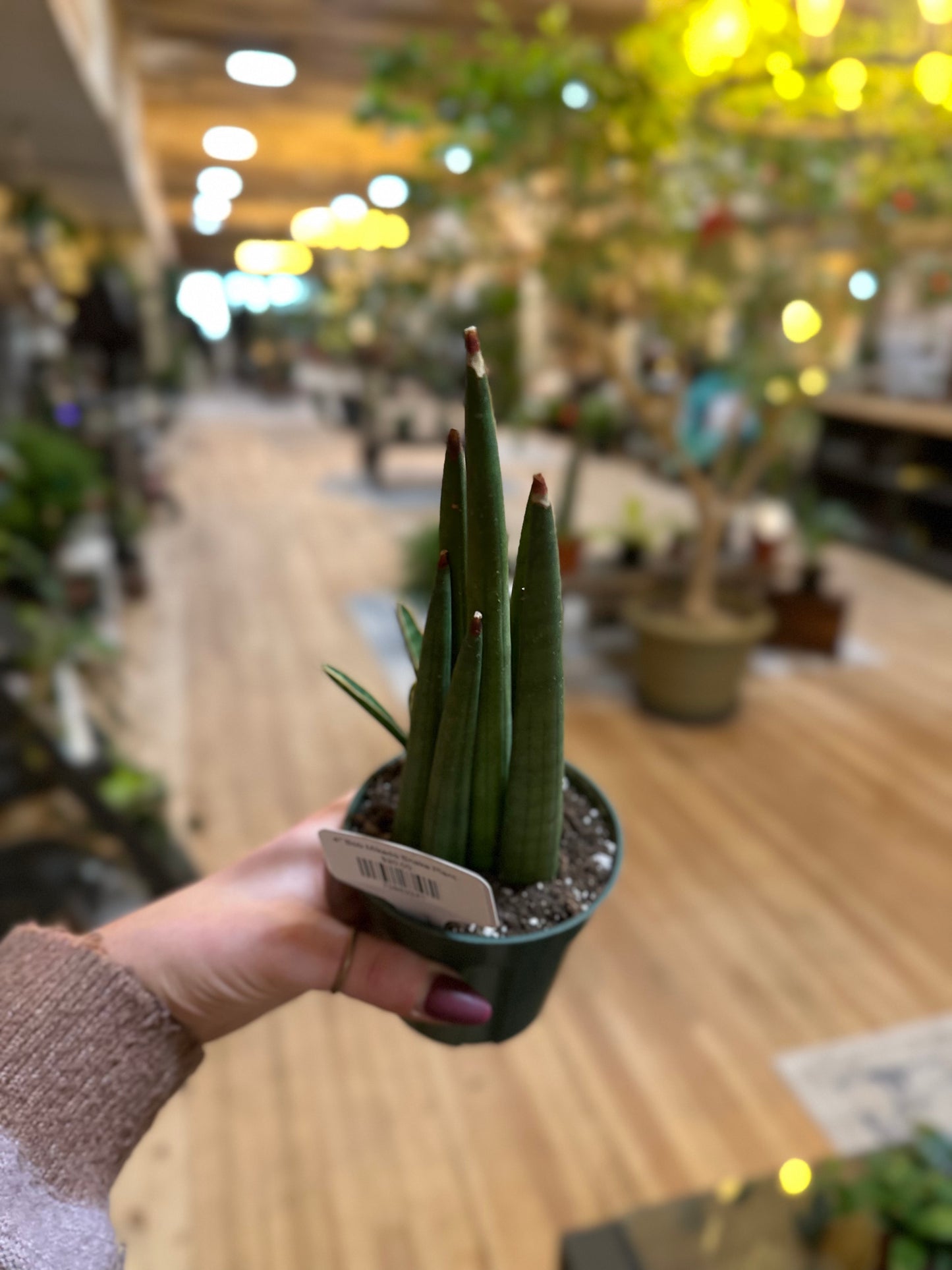 4" Bob Mikado Snake Plant