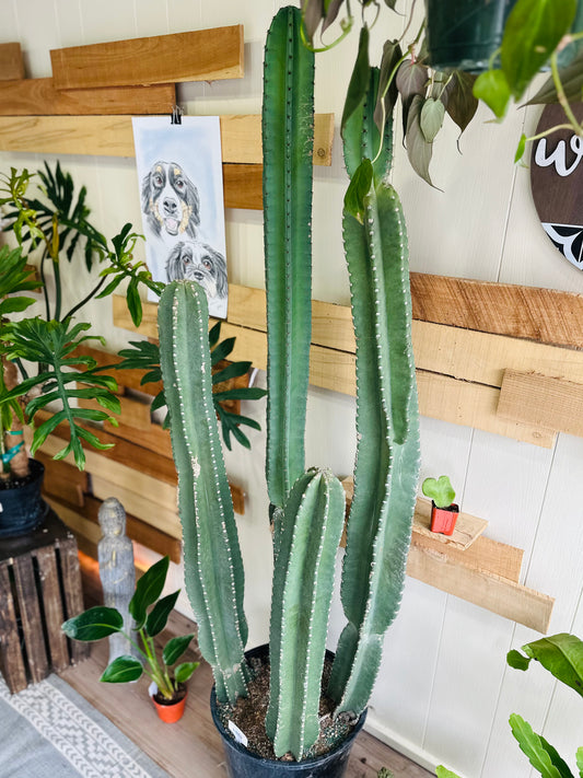 14" Cactus Cereus Peruvianus