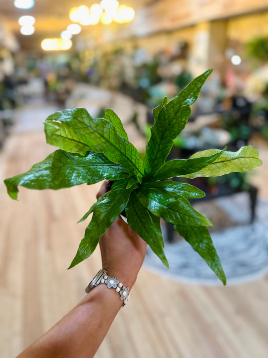 4" Crocodile Fern